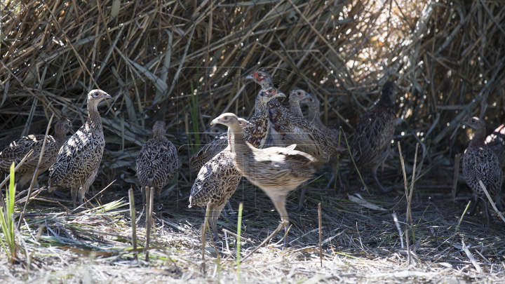 Deputaţii au lăsat pentru o zi munca de birou şi au ales să meargă... la vânătoare (FOTO)