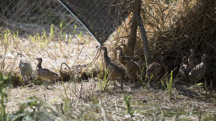 Deputaţii au lăsat pentru o zi munca de birou şi au ales să meargă... la vânătoare (FOTO)