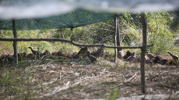 Deputaţii au lăsat pentru o zi munca de birou şi au ales să meargă... la vânătoare (FOTO)