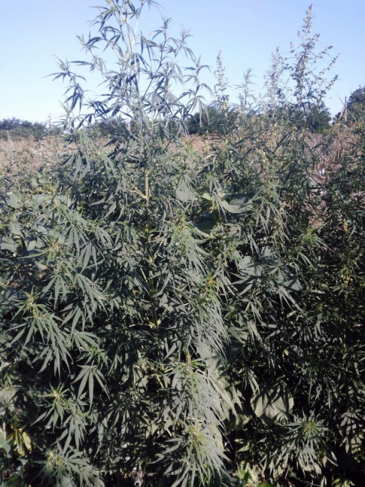 Circa 2.000 de fire de cânepă au fost descoperite şi nimicite de poliţişti de frontieră (FOTO)