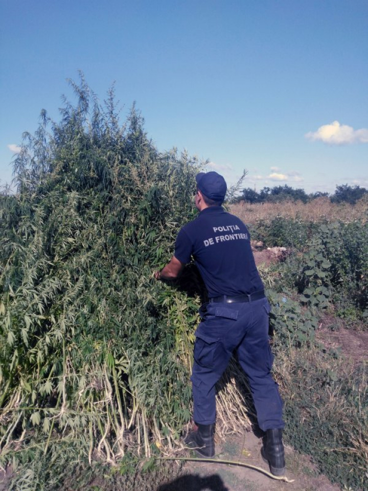 Circa 2.000 de fire de cânepă au fost descoperite şi nimicite de poliţişti de frontieră (FOTO)