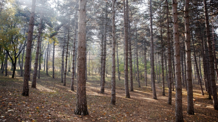 Hoții de lemne devin tot mai periculoși! Vezi noua metodă de furt a arborilor (VIDEO)