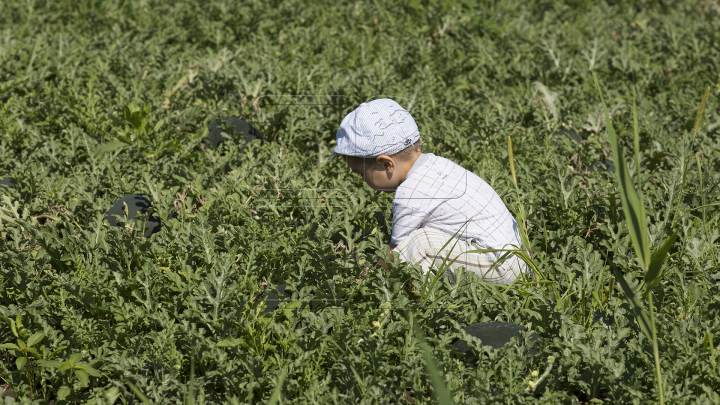 A început sezonul pepenilor verzi. Agricultorii se plâng că au roadă mai săracă (FOTOREPORT)