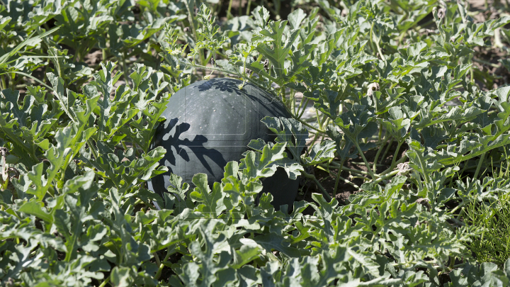 A început sezonul pepenilor verzi. Agricultorii se plâng că au roadă mai săracă (FOTOREPORT)