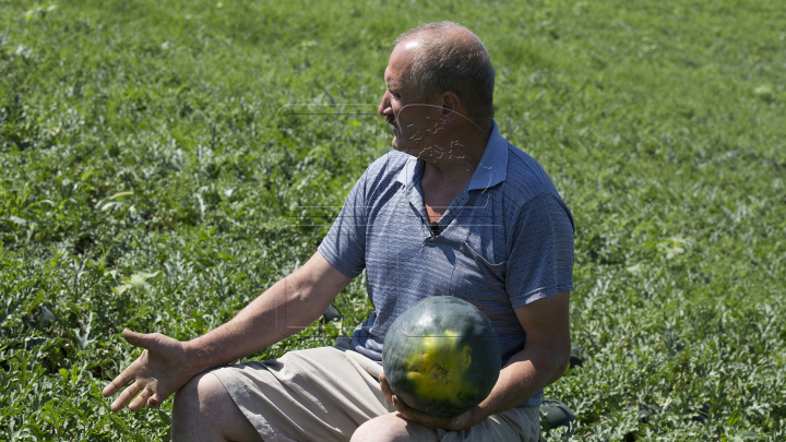 A început sezonul pepenilor verzi. Agricultorii se plâng că au roadă mai săracă (FOTOREPORT)