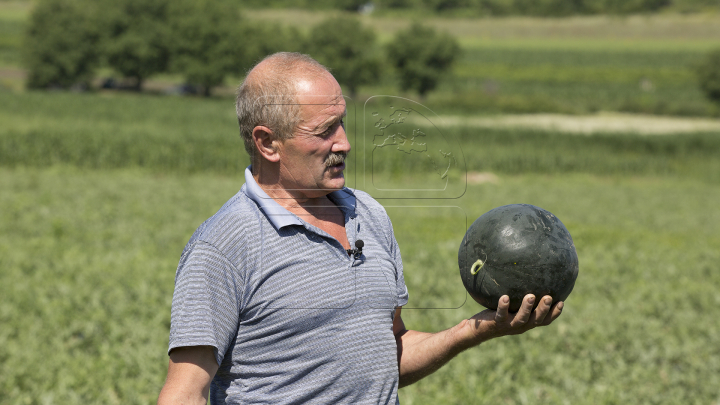 A început sezonul pepenilor verzi. Agricultorii se plâng că au roadă mai săracă (FOTOREPORT)