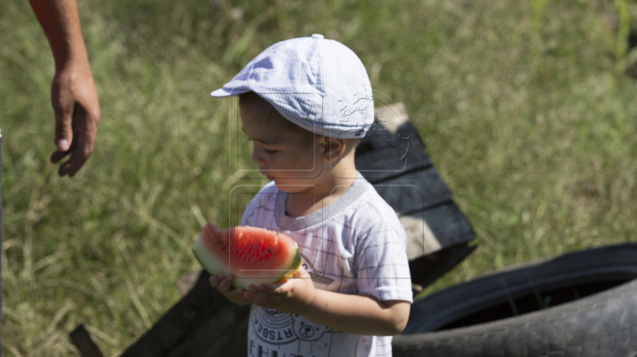 A început sezonul pepenilor verzi. Agricultorii se plâng că au roadă mai săracă (FOTOREPORT)