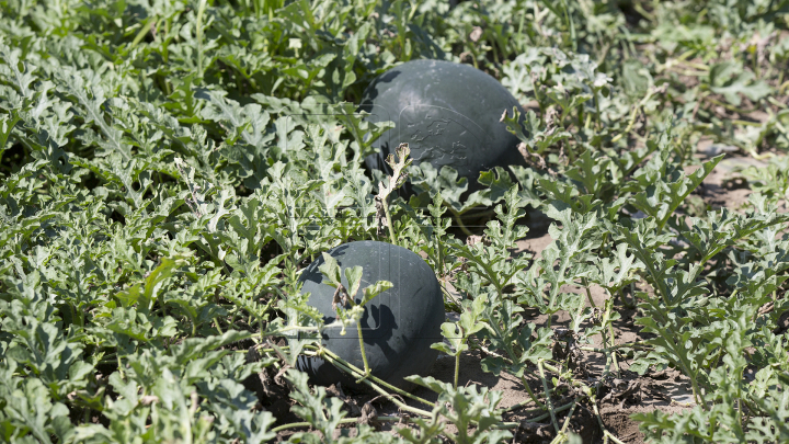 A început sezonul pepenilor verzi. Agricultorii se plâng că au roadă mai săracă (FOTOREPORT)