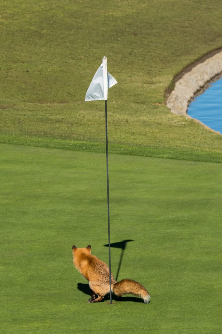 Sunt mai fotogenice ca oamenii. Topul celor mai haioase poze cu animale (FOTO)