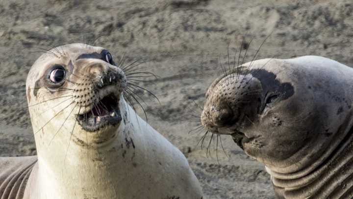 Sunt mai fotogenice ca oamenii. Topul celor mai haioase poze cu animale (FOTO)