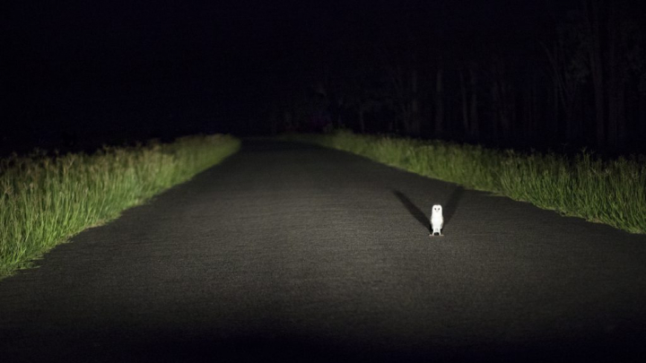 Sunt mai fotogenice ca oamenii. Topul celor mai haioase poze cu animale (FOTO)