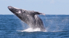 Cinci turiști  au fost răniți, după ce o balenă a lovit barca în care se aflau