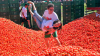 Festivalul de aruncat roşii, "Tomatina", începe astăzi în oraşul spaniol Bunol