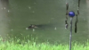 Uraganul Harvey: O femeie din Texas a surprins doi aligatori în grădina ei inundată
