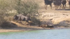 No comment: Un crocodil a atacat o antilopă şi o trăgea în apă. La scurt timp s-a întâmplat ceva ULUITOR (VIDEO)