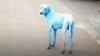 Fenomen neobișnuit în Mumbai. Toți câinii vagabonzi au devenit albaștri, după ce au băut apă dintr-un râu din Mumbai
