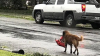 Fotografia cu un cățel la scurt timp după uraganul Harvey a devenit virală. DE CE E CONSIDERAT EROU