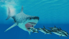 Cel mai rapid rechin din lume, pe cale de dispariție. Ce arată investigațiile obținute prin satelit 