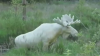 VIDEO VIRAL! Apariție rară în Suedia. Un elan alb a fost surprins de un cameraman
