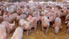 Rusia a blocat importurile de porci vii și carne de porc din România, după descoperirea unui focar de pestă porcină