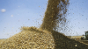 Mai multe cereale recoltate decât în 2016. Raioanele din  sudul țării, considerate grânarii Moldovei