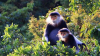 Vietnamul vrea să restabilească 80 de hectare de pădure, doar pentru a salva o specie rară de maimuță
