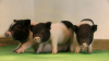 Oamenii de știință au reușit să modifice genetic porcii pentru ca organele lor să fie compatibile cu transplanturi la om