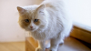 VIRAL pe Internet! MODUL INEDIT prin care o pisică îşi salută stăpânul (VIDEO) 