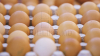 Scandalul cu ouă contaminate din Olanda stimulează statele europene să-și promoveze producția internă 