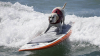 Zeci de patrupezi au partcipat la un turneu de surfing în California