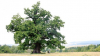 Un bărbat a plantat 1000 de stejari în memoria soției lui.  Ce a răsărit 10 ani mai târziu este DE NECREZUT (FOTO)