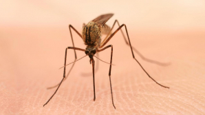 România: Şase persoane au fost infectate cu virusul West Nile, după ce au fost înţepate de ţânţari