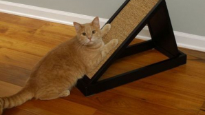 Post vacant pentru o pisică. O companie de construcţii este gata să plătească o mie de euro pentru lucrul depus de felină