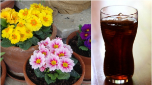 Nu numai oamenilor le place cola. Reacția incredibilă a florilor după ce sunt udate câteva zile cu renumita băutură răcoritoare