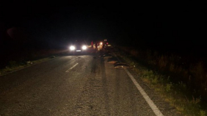 Accident neobișnuit în România! O Dacia Sandero a reușit să omoare nu mai puțin de 33 de mistreți