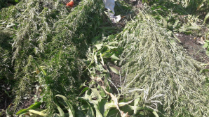 Plantații de cânepă, depistate într-un lan de porumb. Făptaşii riscă o AMENDĂ USTURĂTOARE