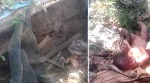 Caz terifiant! Un bebeluş nou-născut, salvat de nişte trecători, după ce părinţii l-au îngropat de viu (VIDEO)