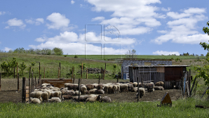 Noi detalii în cazul tinerei și copilul acesteia, impuși să muncească la o stână de oi din Căușeni