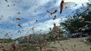 Invazie de lăcuste în Rusia. Norul gigant care a acoperit soarele pentru câteva ore a distrus tot ce a stat în cale