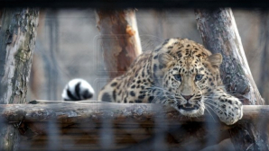 Fructe și legume înghețate, multă apă rece și dușuri: Animalele de la Zoo, afectate de CANICULĂ