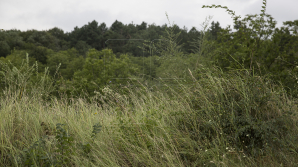 În unele regiuni ale țării sunt posibile ploi. Ce temperaturi ne așteaptă