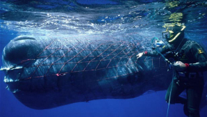 Rusia-principalul furnizor de orci și balene albe. Vânătoarea excesivă și comerțul necontrolat îngrijorează specialiștii