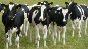 5.000 de vaci vor fi "deportate" la o fermă din Siberia din cauza conflictului Rusia-UE