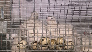 Foști DEŢINUŢI cu AFACERI DE SUCCES: Cresc prepeliţe şi vând ouă