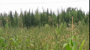 Încă o plantaţie de cânepă cultivată, nimicită de poliţişti (VIDEO)