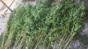 Şi-a cultivat cânepă în grădină. Poliţia a identificat 370 de plante în spatele casei (VIDEO)