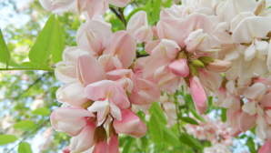 Cinci afecţiuni pe care le poţi trata cu flori de salcâm: Insomnie