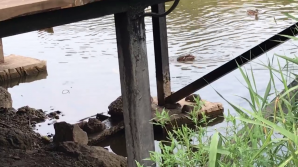 INVAZIE de șobolani în parcul  Dendrarium din Capitală. Atacă rațele, iar oamenii sunt ÎNGROZIȚI (VIDEO)