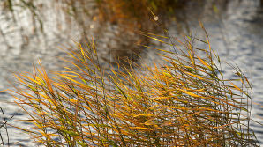 Meteorologii au emis COD GALBEN DE VÂNT PUTERNIC în toată ţara! 