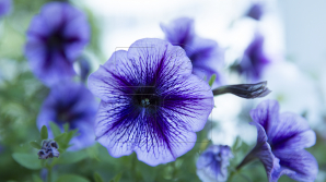 Vară în toată regula, la mijlocul lui septembrie. Mâine vom avea TEMPERATURI FIERBINŢI